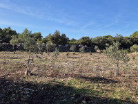 Prodajem mladi maslinik u Gornjem Selu, 2653 m2