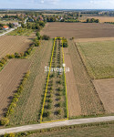 Nasad lješnjaka -6.791 m² [Gašinci]