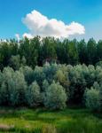 Otočac, Poljoprivredni teren sa šumom, 2601 m2