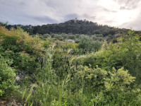 Pašman- TKON- građ. ZEMLJIŠTE 2000 m2- od MORA  100m