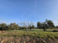 Petrčane maslinik sa panoramskim pogledom i pristupnim putem