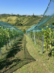 PLEŠIVICA, VINOGRAD I VOĆNJAK, PRODAJA!!!