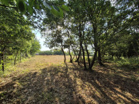 Prostrano poljop.zemljište s vlastitom šumom-24.118 m², Kaštelir