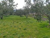 Poljoprivredno zemljište sa 100 maslina, 3876 m2