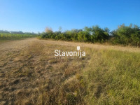 Poljoprivredno zemljište 4.500m² [Mandićevac]