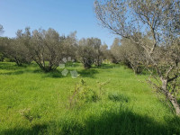 PRILIKA! POLJOPRIVREDNO ZEMLJIŠTE 600 M OD PLAŽE