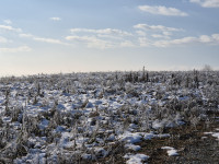Poljoprivredno zemljište, Donja Bistra, 14600 m2