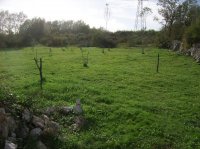 Poljoprivredno zemljište: Filipana, 18500 m2
