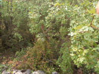 Poljoprivredno zemljište na Krku