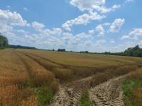 Poljoprivredno zemljište, Lupoglav, 35000 m2