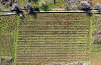 Poljoprivredno zemljište, Vinograd, Marina, 3000 m2