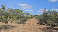 Poljoprivredno zemljište,maslinik, Vodnjan, 43223 m2
