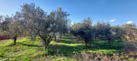 Poljoprivredno zemljište sa maslinikom i vinogradom