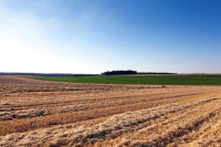 Poljoprivredno zemljište, Petrovci, 11509 m2