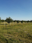 Poljoprivredno zemljište, Podravske Sesvete, 41900 m2