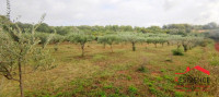 Poljoprivredno zemljište, Pomer, 3579 m2