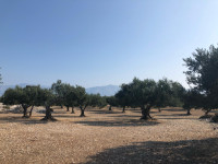 Uređeni maslinik (olive grove), Brač, Postira, 24307 m²