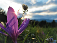 Poljoprivredno zemljište s potencijalom