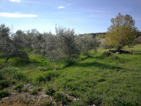 Poljoprivredno zemljište, Pula, 500 m2
