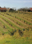 Poljoprivredno zemljište, Stupovača, 40000 m2