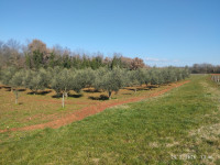 Poljoprivredno zemljište, Rošini, 10000 m2