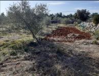 Poljoprivredno zemljište - uređeni maslinik: Šolta, Gornje Selo, 2635