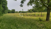 Poljoprivredno zemljište i vinograd