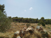 Poljoprivredno zemljište, Vrbanj, 40000 m2