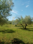 Poreč, Poljoprivredno zemljište, maslinik sa starim maslinama, 300 m o