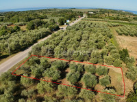 Prodaja poljoprivrednog zemljišta s stoljetnim maslinama u Vabrigi
