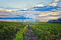 Prodaja zemljišta s vinogradom na otoku