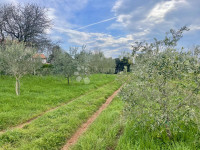 Prodaje se maslinik u Ližnjanu