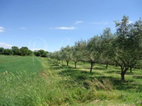 Poljoprivredno zemljište od 4478m2 u Galižani