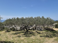 Prodajem maslinik u Grohotama, 2422 m2