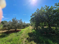 PULA - Građevinsko zemljište na Busoleru