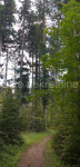 Ravna Gora - prodaja šume, 4550m2