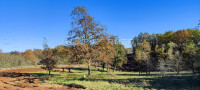 Rojnići, Barban, građevinsko zemljište 5.500m2