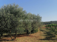 Rovinj, zelena oaza mira blizu mora