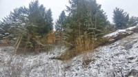 Ruševina na građevinskom terenu okružena šumom