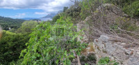 Ruševina s vinogradom POGLED NA MORE (Žuljana/Pelješac)
