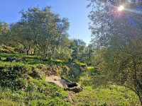 Šipan, Luka Šipanska  – atraktivan maslinik s omirinom, 3900 m2