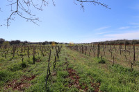 Šišan, vinograd - poljoprivredno zemljište 2.450m2