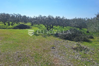 Šolta, južna strana, maslinik površine 2.422 m²