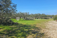 Šolta, Grohote, odlično održavan maslinik površine 2.422 m²