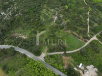 STON, PELJEŠAC - Maslinik (2.519 m²) s 45 stabala