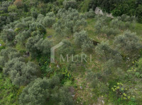 STON, PELJEŠAC – Održavani maslinik (3.557 m²)