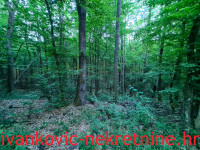 ŠUMA 30.104m2, HRAST, GRAB,  POŽEŠKO-SLAVONSKA ŽUPANIJA