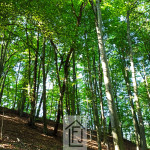 Šuma u Banfiju, Štrigova,  7500 m2