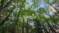 ŠUMA SA MONTAŽNOM KUĆICOM 3180 m² [LADIMIREVCI]
