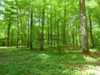 SNIŽENO - ŠUMA - POJATNO -24000 m2